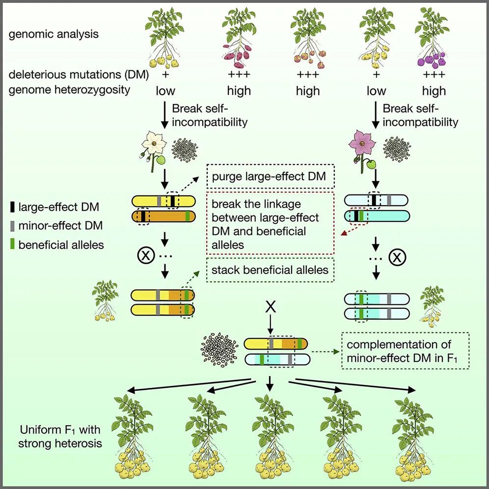 為此,研究小組通過深度挖掘馬鈴薯的基因組大數據,來設計育種流程.