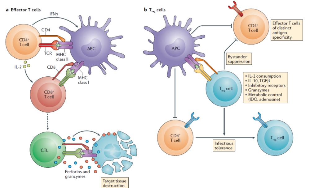 效應t細胞和調節性t細胞的作用機制(圖片來源:參考資料[3])將調節性