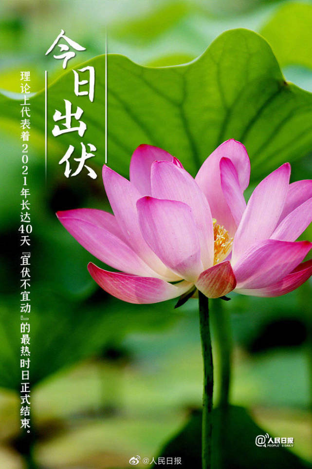 今日出伏,你感受到了吗?