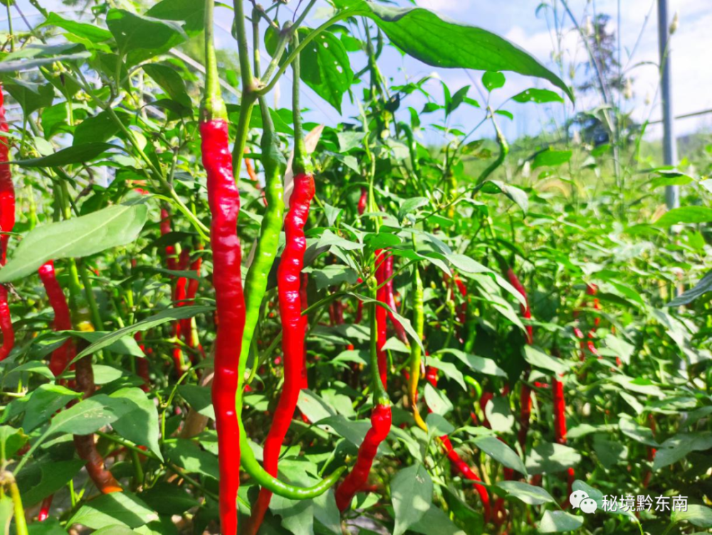 时讯凯里市凯棠镇党群辣椒试点喜迎丰收