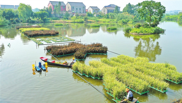水上种植水稻技术图片