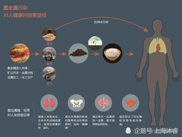 欧盟针对食品中的铅镉限量要求有新规