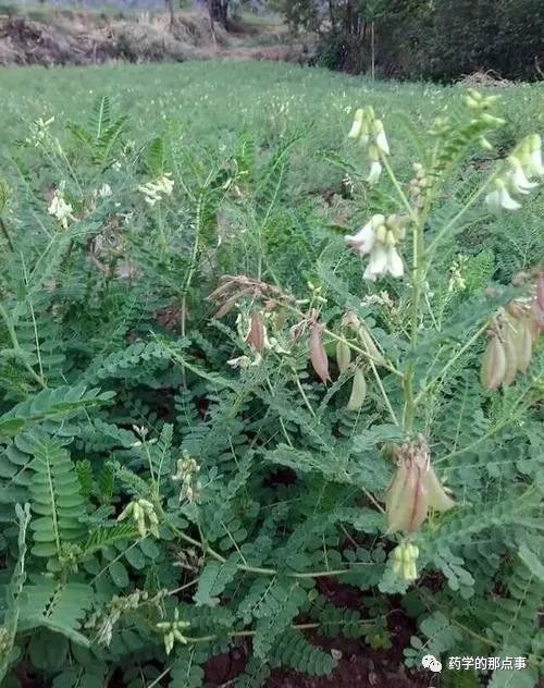 中藥材——黃芪|黃芪|中藥材|蒙古黃芪|中國植物誌