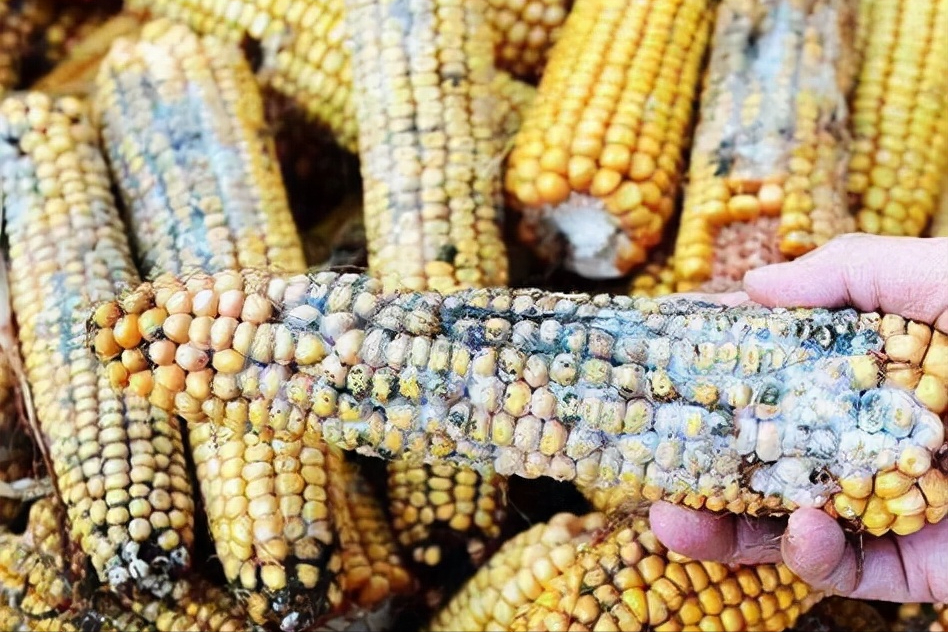 相信科学的力量!"黄曲霉毒素快速测试仪",十大优势助力健康