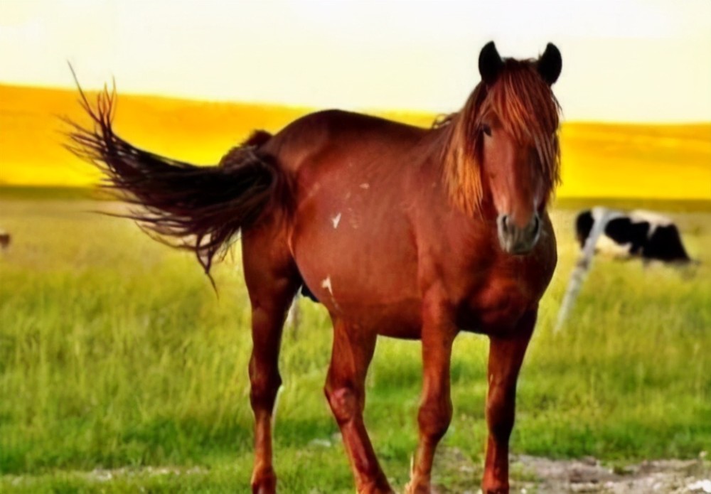 "赤兔马"身价有多高?为何能成为"三国第一战马"?_腾讯新闻