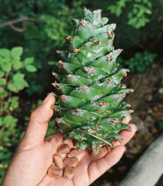 林草科普|红松:东北的顶级乔木_腾讯新闻