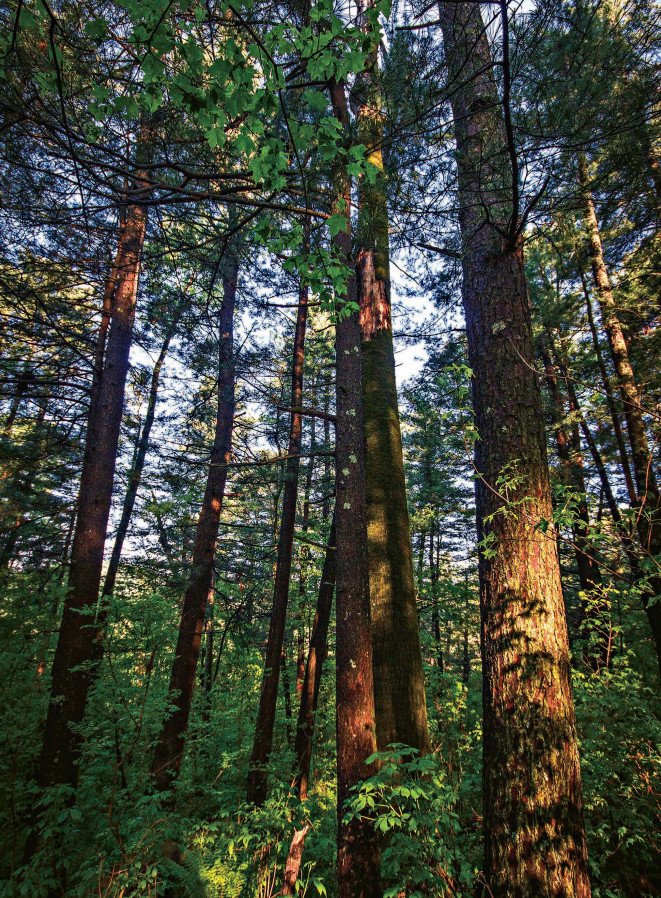 林草科普|红松:东北的顶级乔木_腾讯新闻