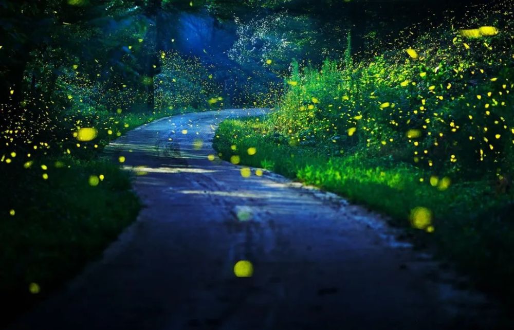 "黑夜精灵"——萤火虫 "宿鸟惊还定,飞萤阖复开……" 初夏时节 在汶川