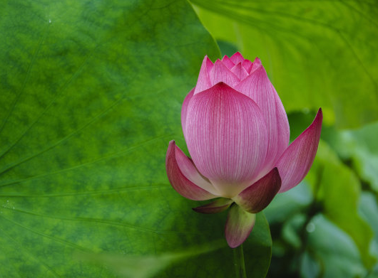 8月下旬 吉星照耀 4属相贵人相助 事业进步 生活越来越旺 腾讯新闻