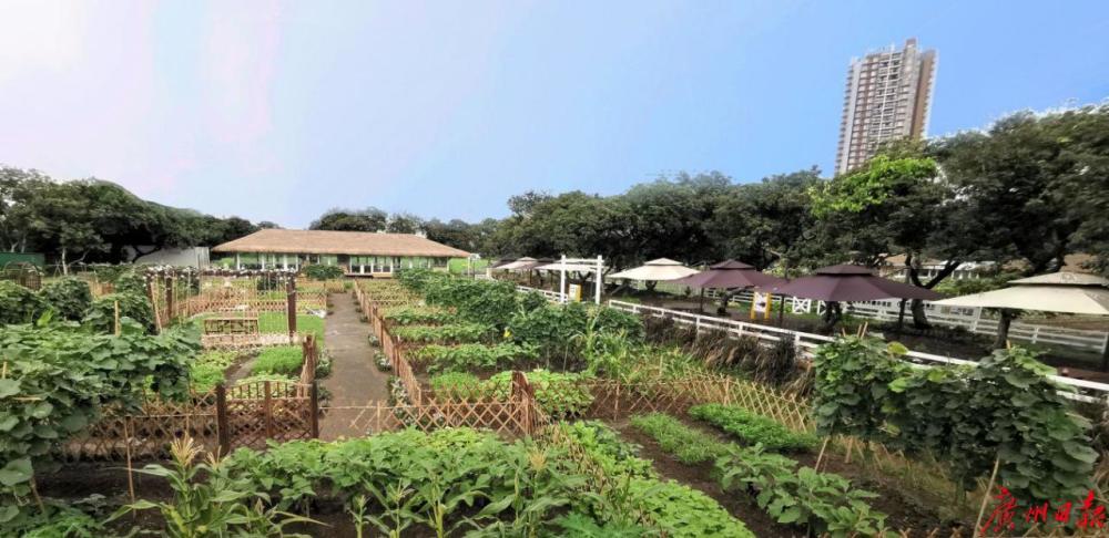 来广州海珠体验现实版"开心农场"