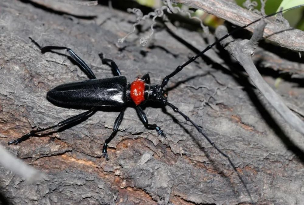 看到天牛别紧张养护人员防治进行时