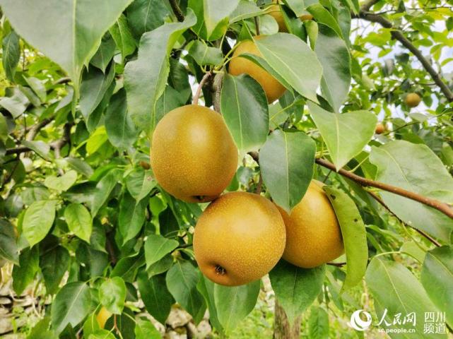 四川泸州梨香四溢喜丰收带动群众致富增收
