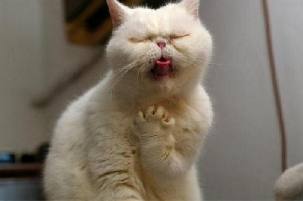 猫咪呕吐不一定是猫毛球症,化毛膏有必要买吗