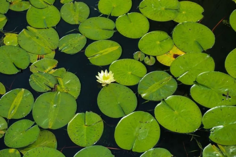 清水游鱼,莲叶飘香!河风阵阵,一起去浦东薛家浜观赏五彩喷泉吧