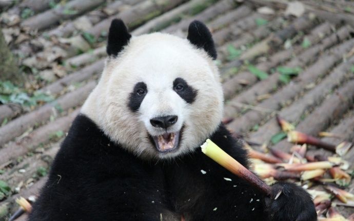 國寶大熊貓在美國遭虐待骨瘦如柴形同標本動物園卻回應自然老去