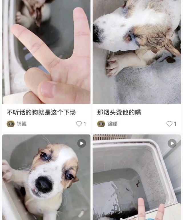 商丘学院回应学生用洗衣机虐狗很残忍很狡猾不确定是本校学生