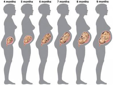 胎儿的大小用孕周表示,产科医生会根据孕妇的末次月经推算胎儿的妊娠