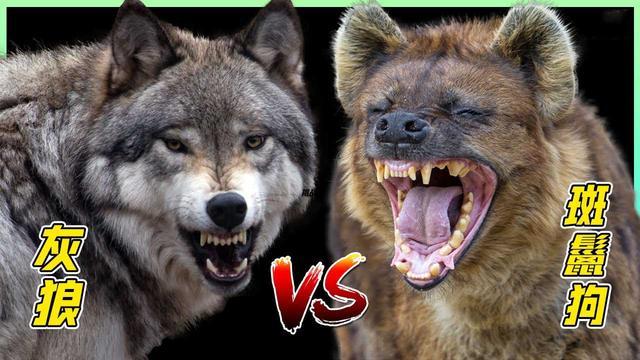 都是群居食肉动物,狼真的比鬣狗"高贵"吗?