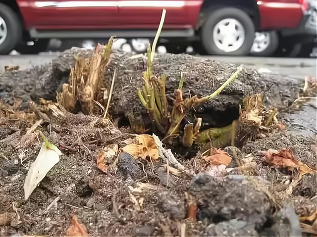 日本虎杖入侵多国破坏房屋道路英国每年投入约26亿英镑治理