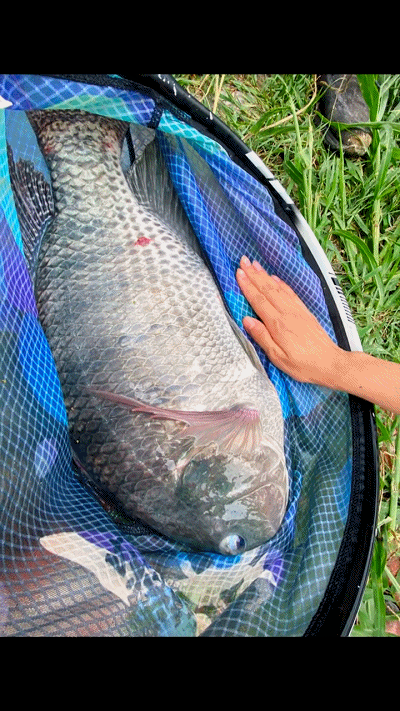 罗非鱼能长到十几斤?广东钓鱼人钓起"巨型罗非鱼",网友热议