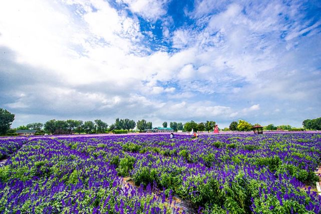 北京紫谷伊甸园200亩秋花把秋天变的绚烂多姿