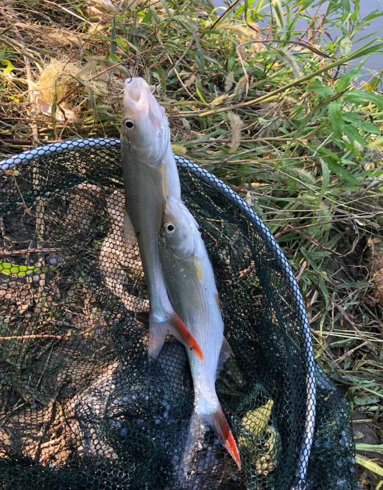 丹江口红尾鱼大爆发,钓鱼人称它是"水中之狼",将成生态祸害?