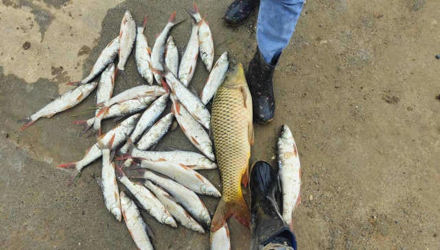 丹江口紅尾魚大爆發,釣魚人稱它是