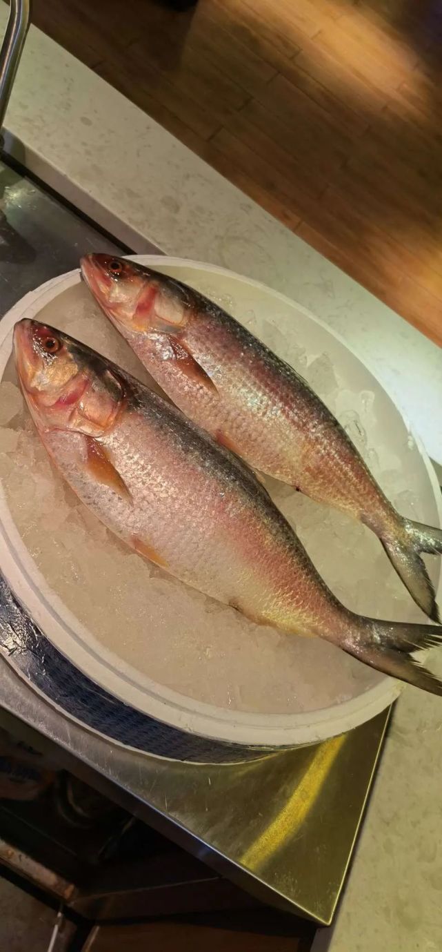 无不小小心心在茂密的鲥鱼刺丛中贪婪地吮吸这时令的水中之鲜.