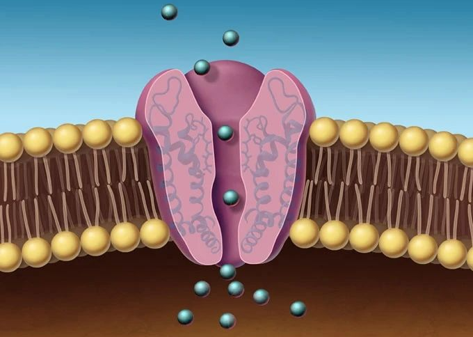 人类高质量补钙法是什么