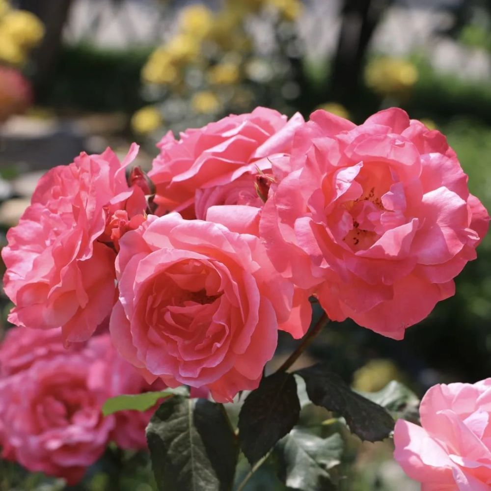 "爸,妈,您有新头像可以换了!"_腾讯新闻