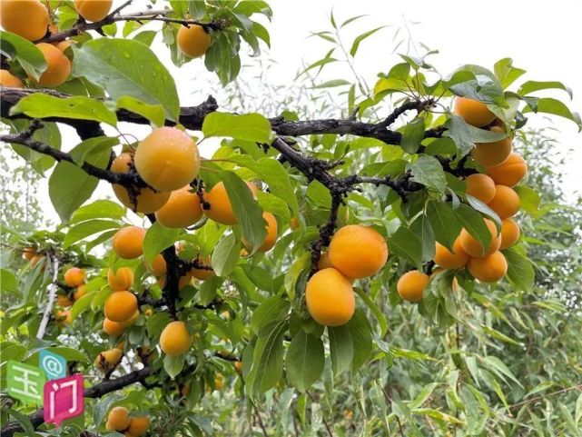 果皮橙黄有透明感,果肉黄色,细腻多汁,具有杏子的香甜和李子的风味