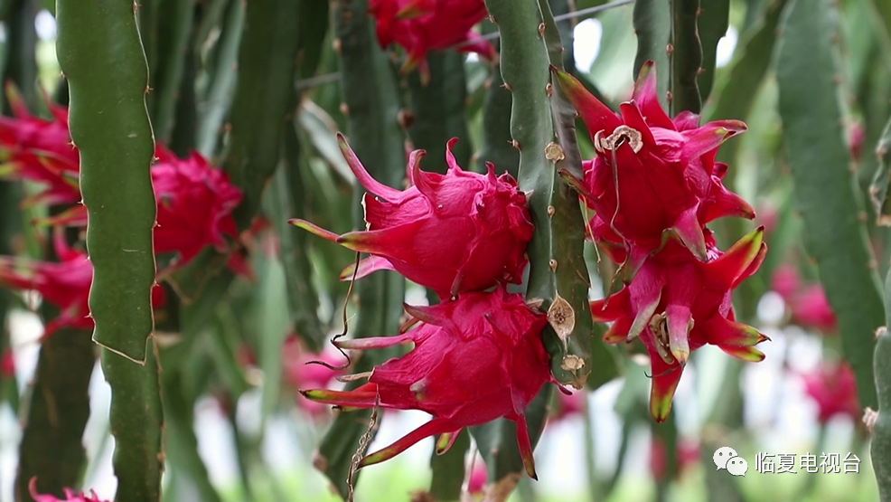 千亩城市农业基地的大棚内看到,一颗颗紫红色的果实挂满火龙果树枝头