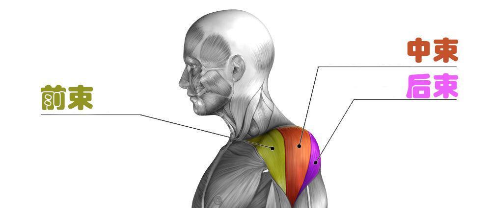 如何把肩膀练成球状?5个动作刺激三角肌,打造迷人的倒三角身材