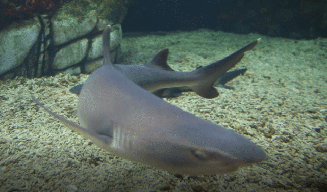 上海海昌海洋公园首只白鳍鲨宝宝诞生啦