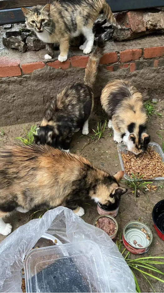 宠物救助:180只流浪猫正在等待投喂