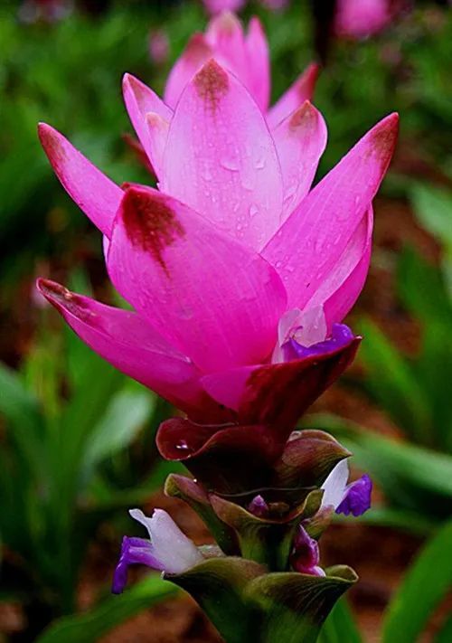 注意这几个养护方法,花大又鲜艳!