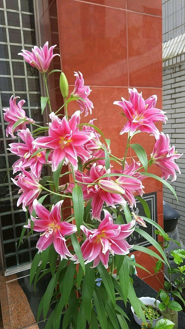 重瓣香水百合艾琳娜颜值高香气浓栽培容易阳台也能养