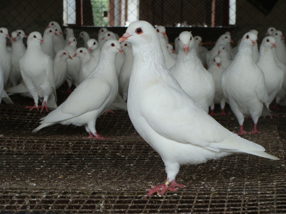 鸽有鸽味,这是广东人对石岐鸽的最高赞美_腾讯新闻