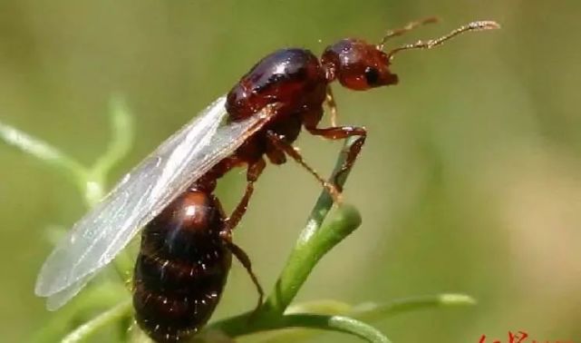 小心这种蚂蚁咬人后可致死黄坡也有