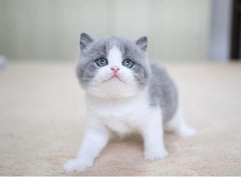 英国短毛猫的6大性格类型你家是哪一种