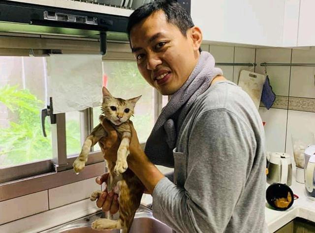 女主捡到 断脚 流浪猫 一年后变超美猫 却抢走她的老公 腾讯新闻