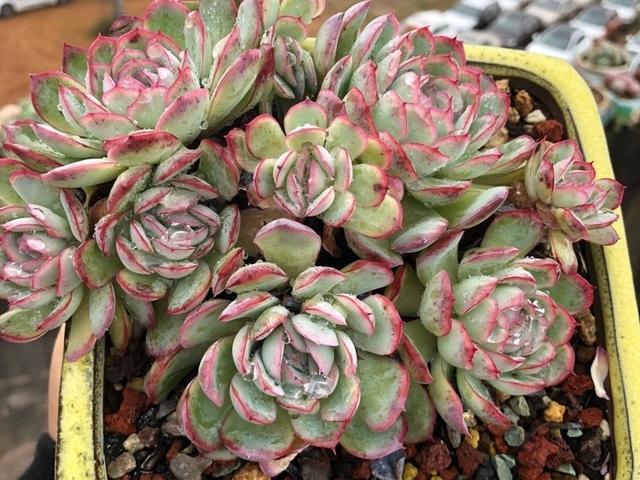 多肉草莓冰虽然香味但是却比冰梅好养易上色红红的冰边最好看