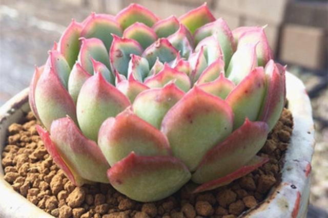 多肉草莓冰虽然香味但是却比冰梅好养易上色红红的冰边最好看