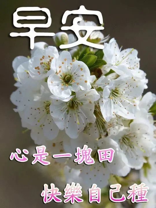 最新早上好祝福溫馨句子早上好唯美的文字祝福圖片精選