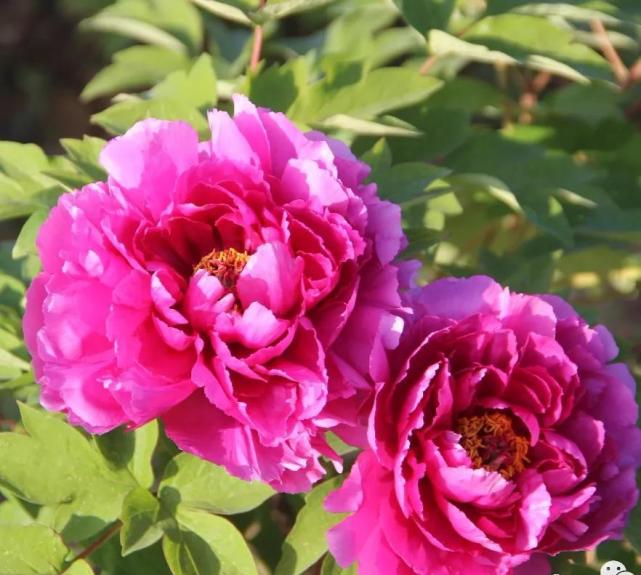 巢湖最大牡丹园花开富贵游人醉