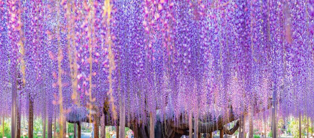 这棵紫藤树144岁了每年都开满紫藤花成为日本最美的自然景观