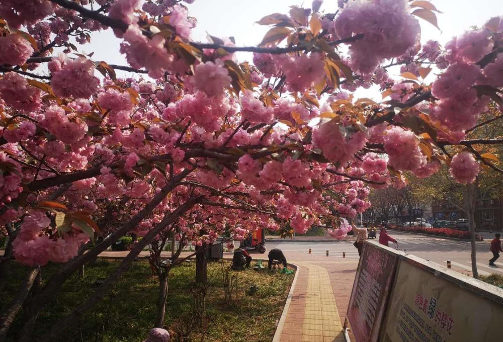 鹤壁华夏南路,最美樱花大道,鹤舞樱飞,如今成了花的海洋_腾讯新闻