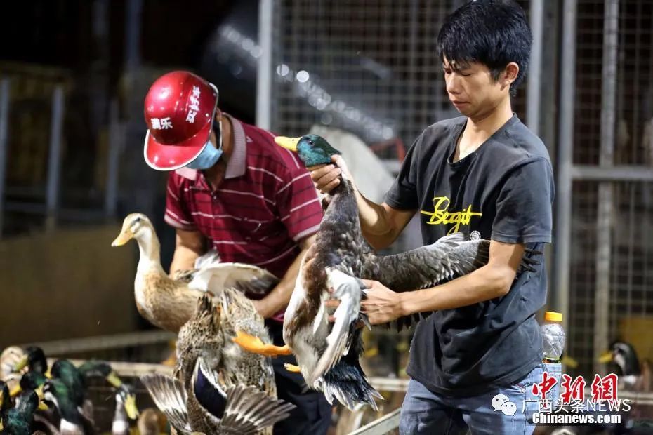 8月20日凌晨中元節前,在廣西柳州海吉星家禽交易區數萬只鴨子此起彼伏