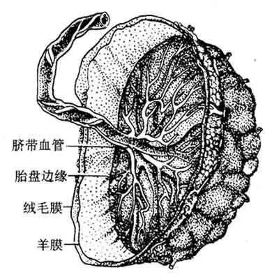 胎盤當補品?小心這些潛在健康風險!