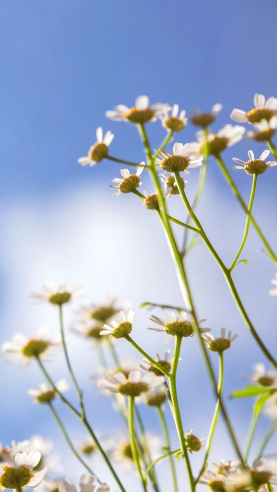 壁纸|菊花壁纸ins